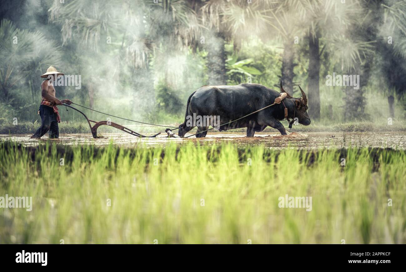 Reisanbau mit Büffel Stockfoto