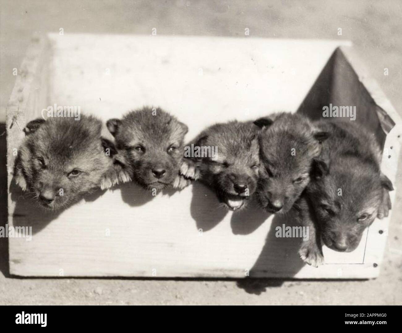 Tiere nach Artname. Fünf junge Wölfe im Alter von ein paar Monaten, San Francisco Zoo, Vereinigte Staaten von Amerika 1933. Stockfoto