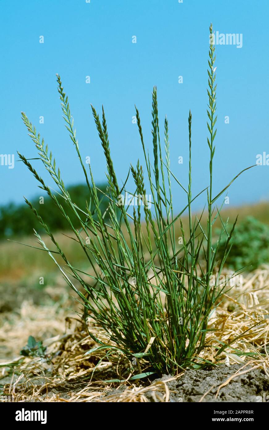 Landwirtschaft - Unkraut, italienischer Ryegrass (Lolium multiflorum) aka. Jährlicher Ryegrass, australischer Ryegrass; Pflanze im Blütenstand / Kalifornien, USA. Stockfoto