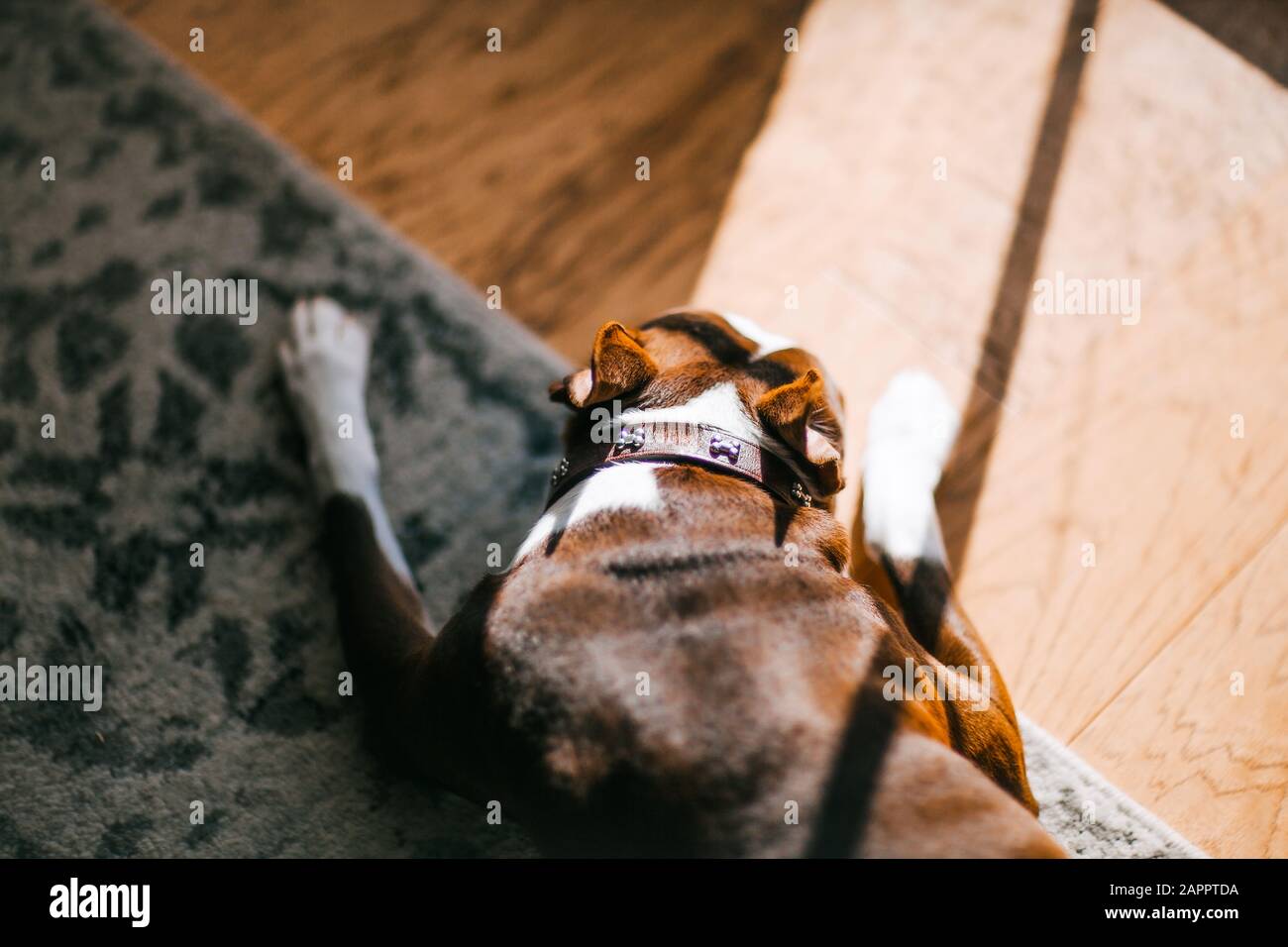 Hund schläft auf Teppich Stockfoto