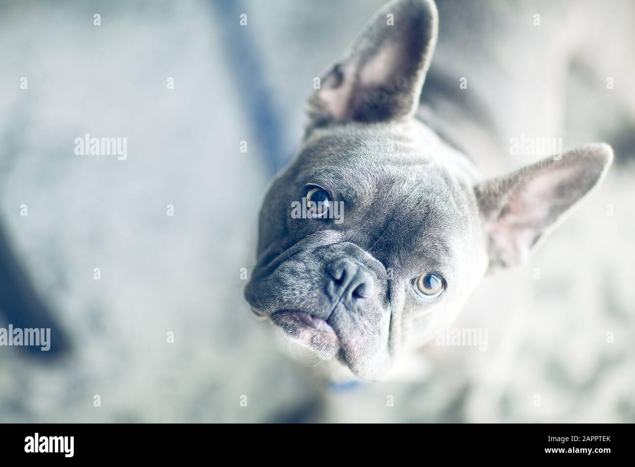 Portrait der französischen Bulldogge zu Hause Stockfoto