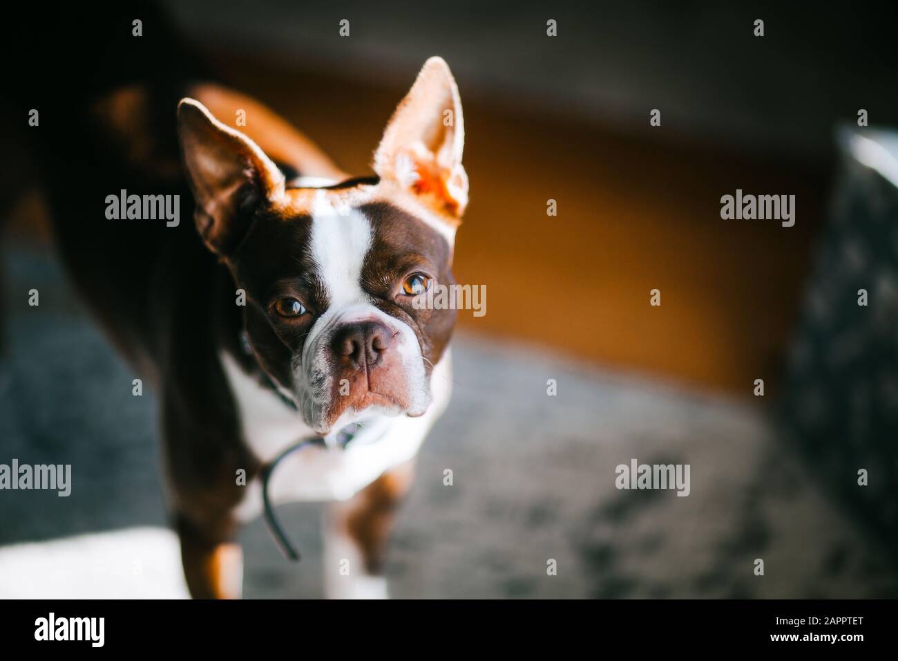 Portrait der französischen Bulldogge zu Hause Stockfoto