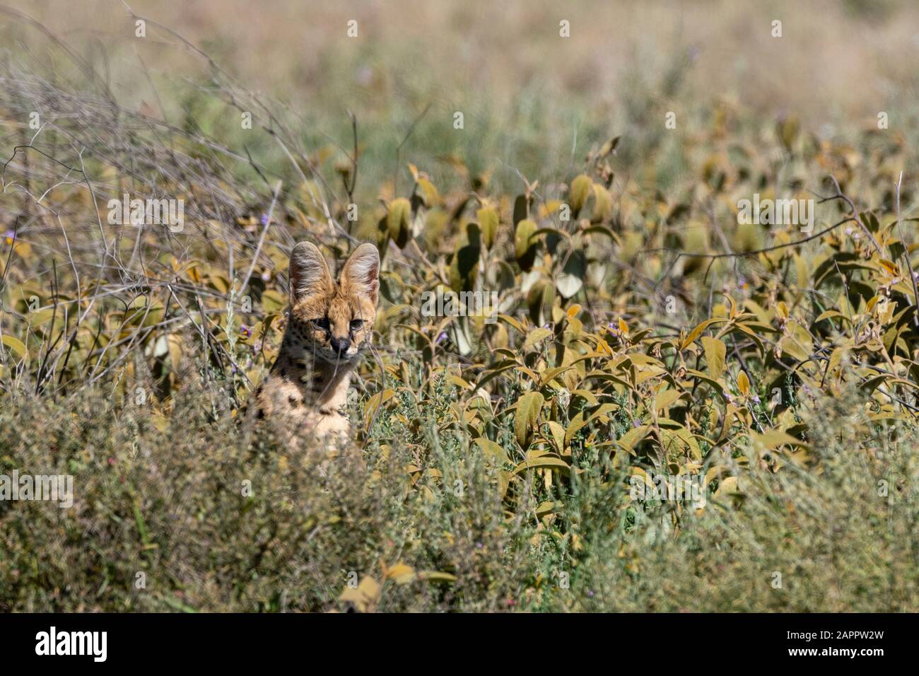 Serval (Leptailurus serval), Ndutu, Ngorongoro Conservation Area, Serengeti, Tansania Stockfoto