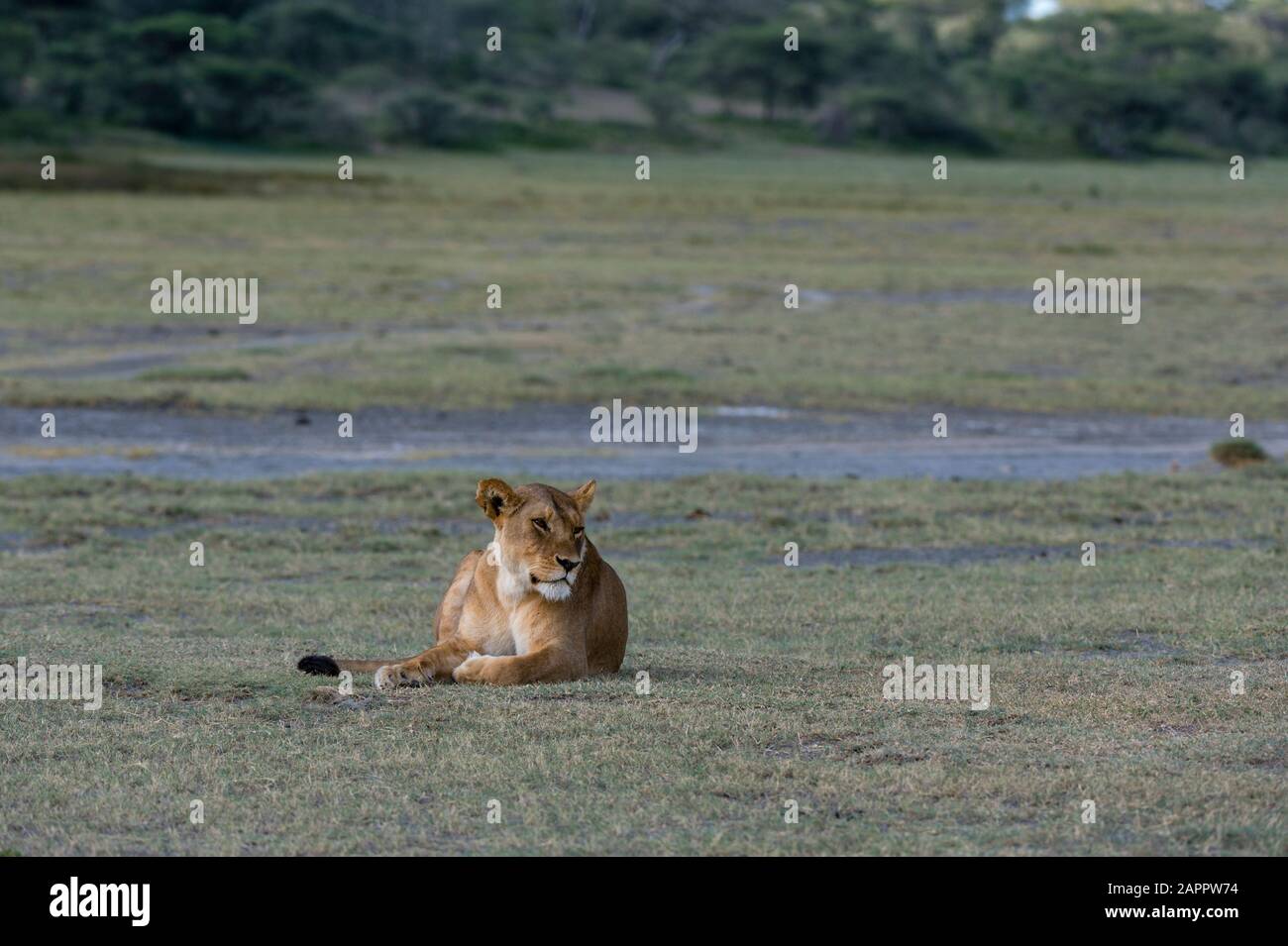 Lioness (Panthera leo), Ndutu, Ngorongoro Conservation Area, Serengeti, Tansania Stockfoto