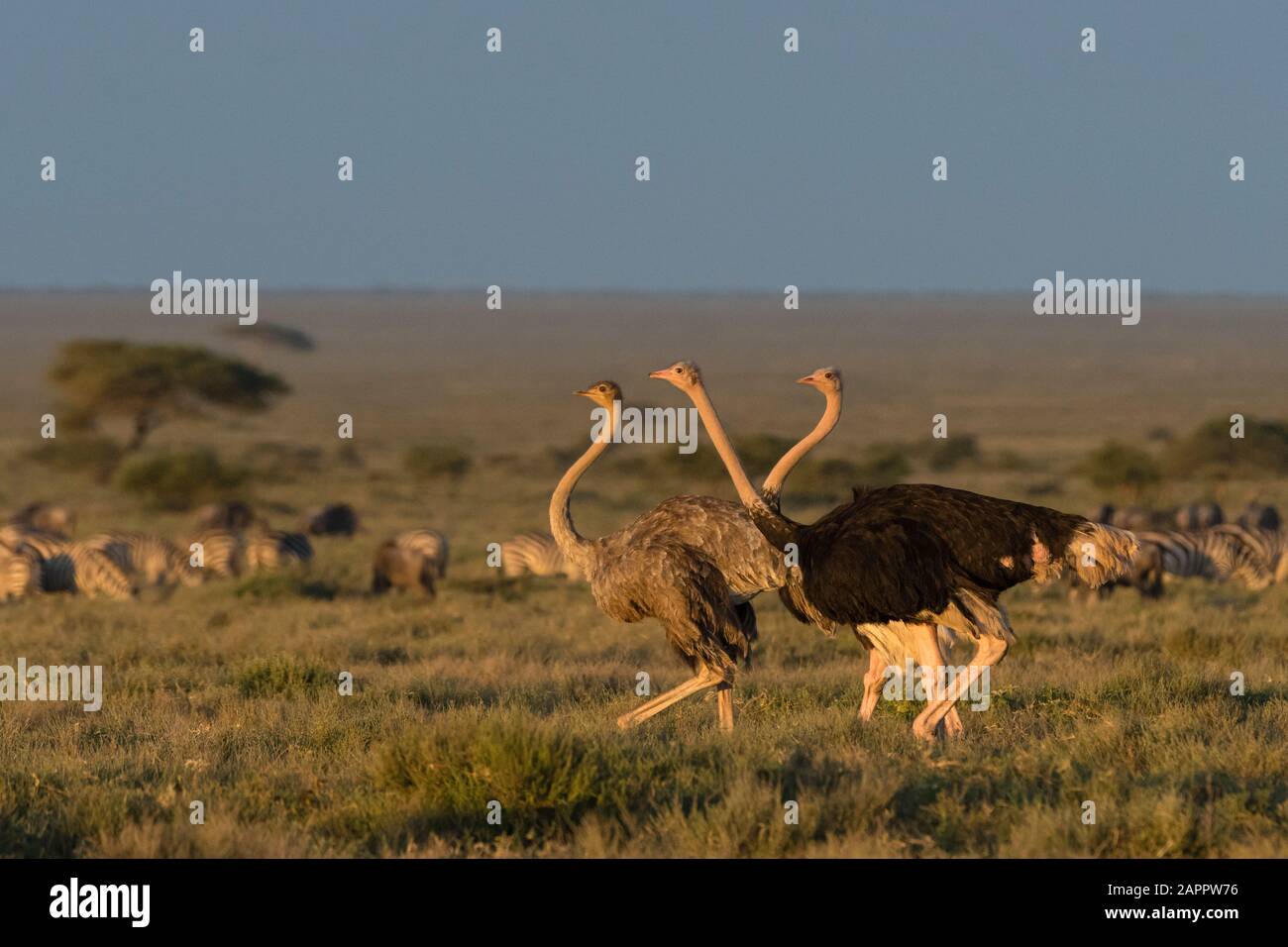 Strauß (Struthio camelus massaicus), Seronera, Serengeti-Nationalpark, Tansania Stockfoto