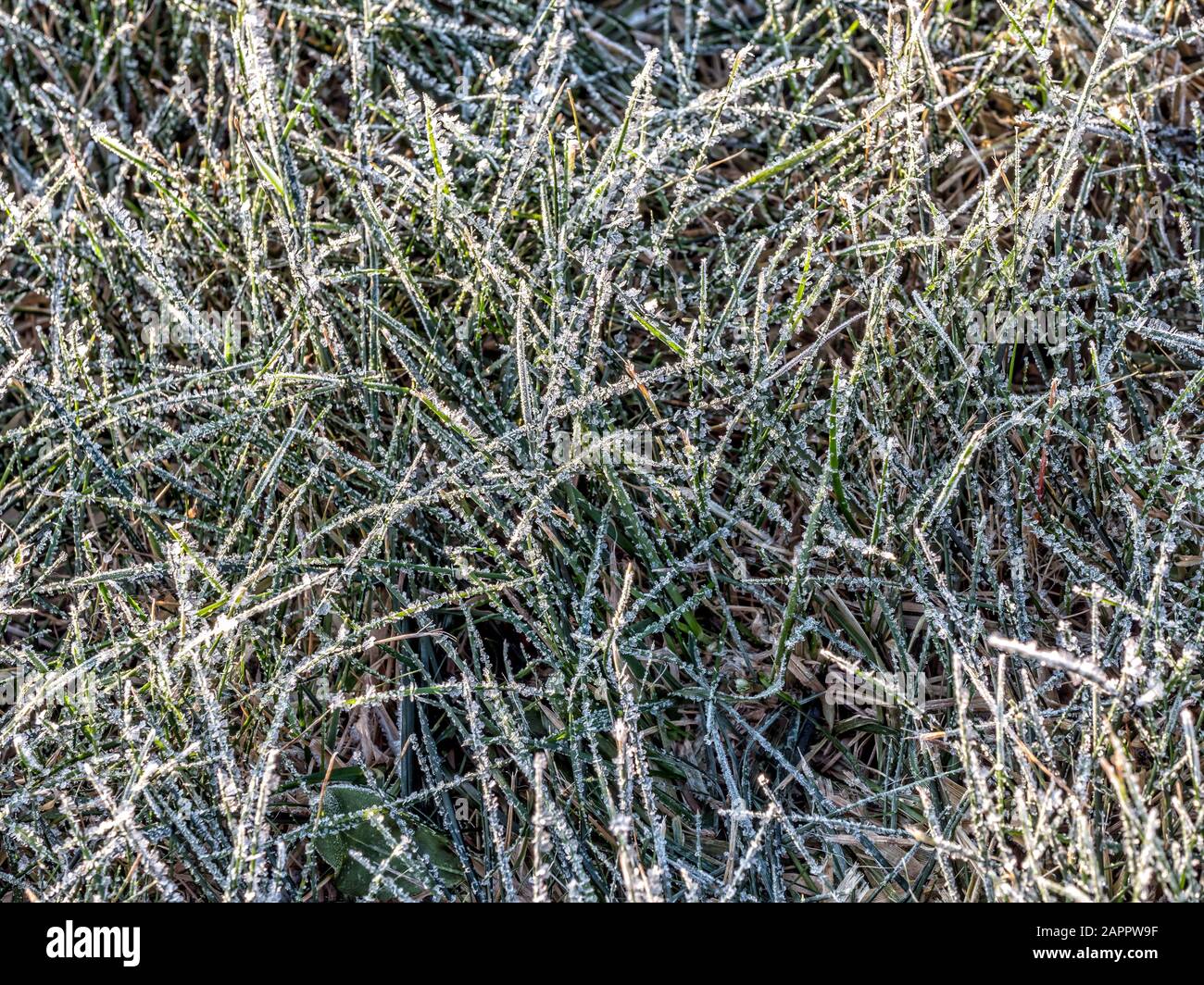 Aufnahme von Gras bedeckt mit Morgen Frost Stockfoto