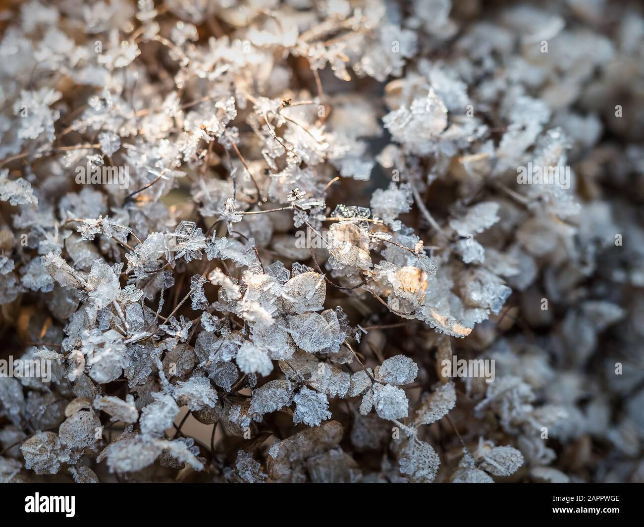 Nahaufnahme von Hortensienblüten, die mit morgendlichen Frost bedeckt sind Stockfoto