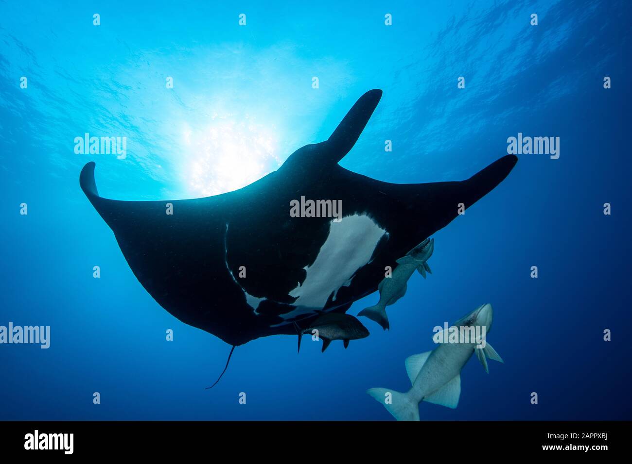 Manta ray gegen den Sonnenstrahl Stockfoto