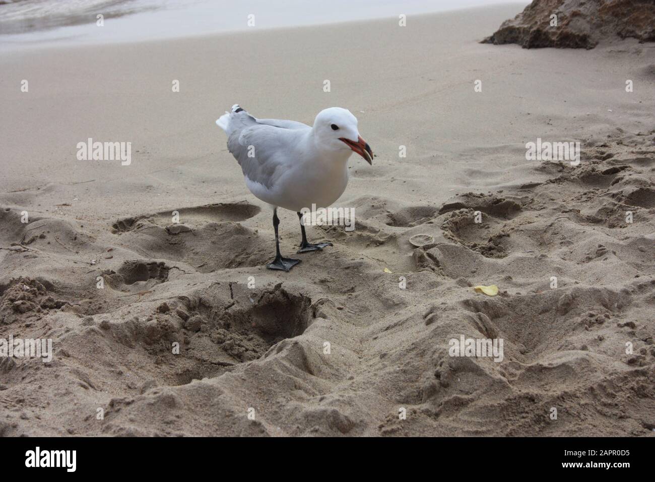 Ein Exemplar der schnürenden oder kristallinen Möwe am Strand hat schwarze Palmen, helles Gefieders und einen orangefarbenen Schnabel auf ibiza-spanien Stockfoto