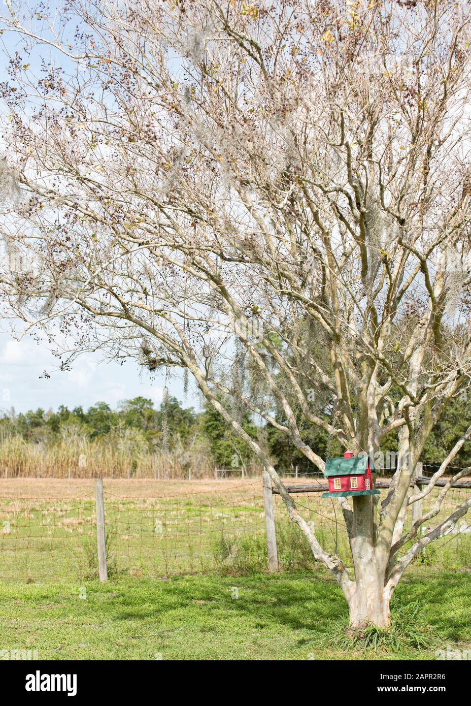 Vogelzubringer im Stall, der an einem Baumzweig hängt. Im Baum hängt spanisches Moos. Es ist der Winter in Florida. Stockfoto