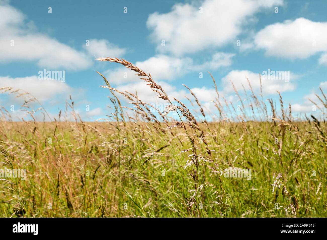 Nahaufnahme von hohen Gräsern, Biegung in der Brise auf einer wilden Wiese an einem hellen Sommertag, Blauer Himmel und flauschige weiße Wolken. Stockfoto