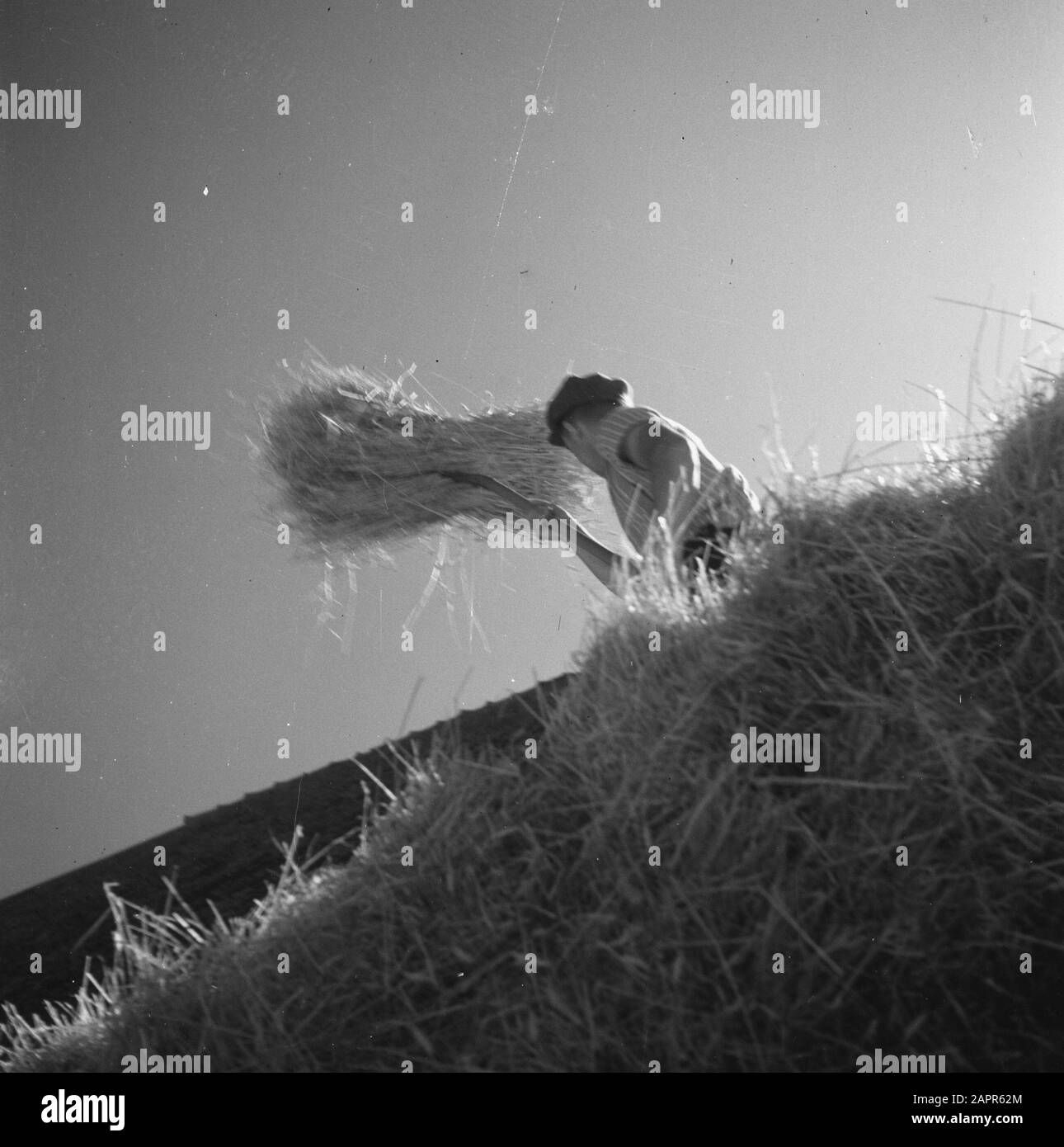 Niederländische Landwirte werden in Frankreich den zweiten Weltkrieg gründen, Landwirtschaft Datum: August 1945 Standort: Frankreich Schlagwörter: Landwirtschaft, Zweiter Weltkrieg Stockfoto