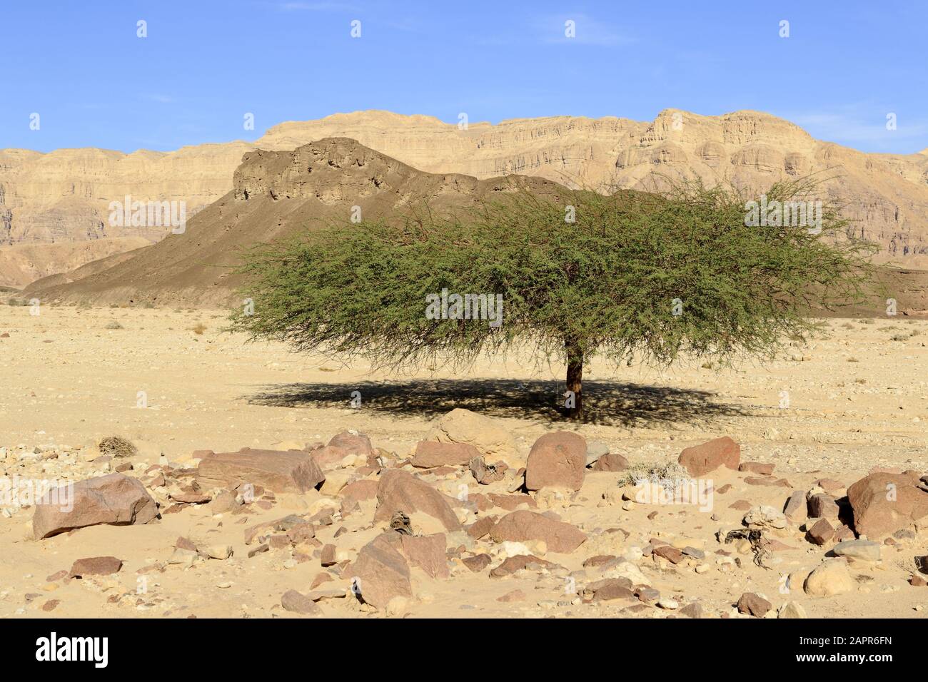 Akazien in der wüste arava in Israel Stockfoto