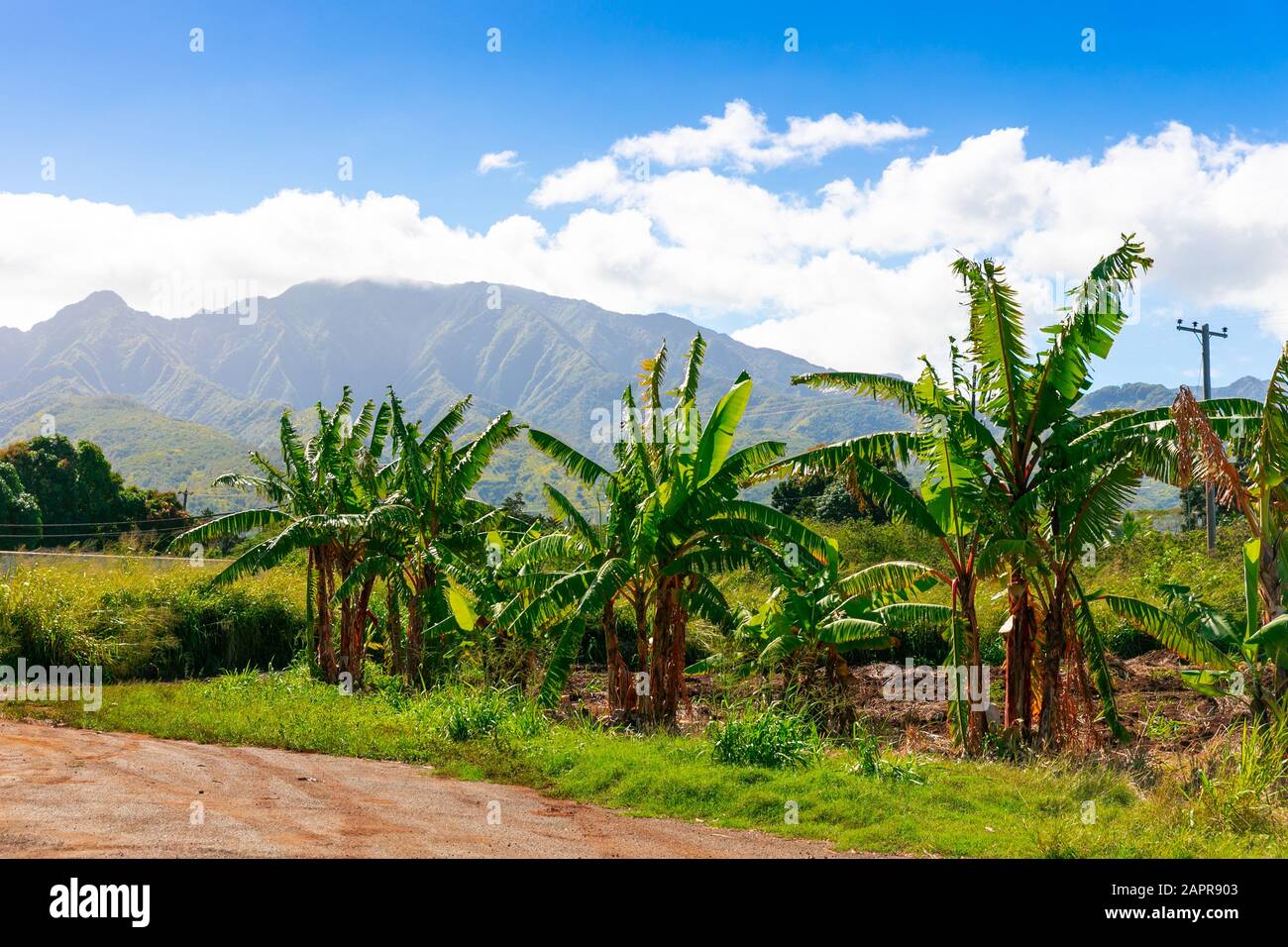 Palmen auf Hawaii mit Bergen im Hintergrund Stockfoto