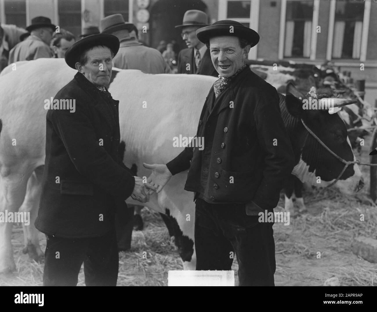 Oster Cattle Market in Goes Datum: 6. März 1951 Ort: Goes Schlüsselwörter: Händler, Tiere, verkaufen Stockfoto