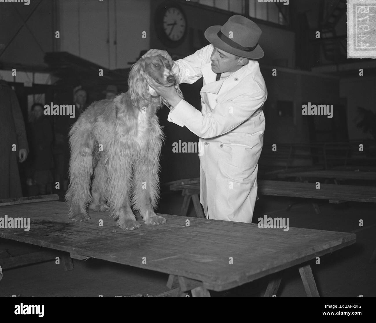 Hundeausstellung RAI Afghan Windhound Dr. Ojeman Datum: 31. März 1951 Ort: Amsterdam, Noord-Holland Schlagwörter: Hunde, Ausstellungen persönlicher Name: Dr. Ojeman Institutionenname: RAI Stockfoto