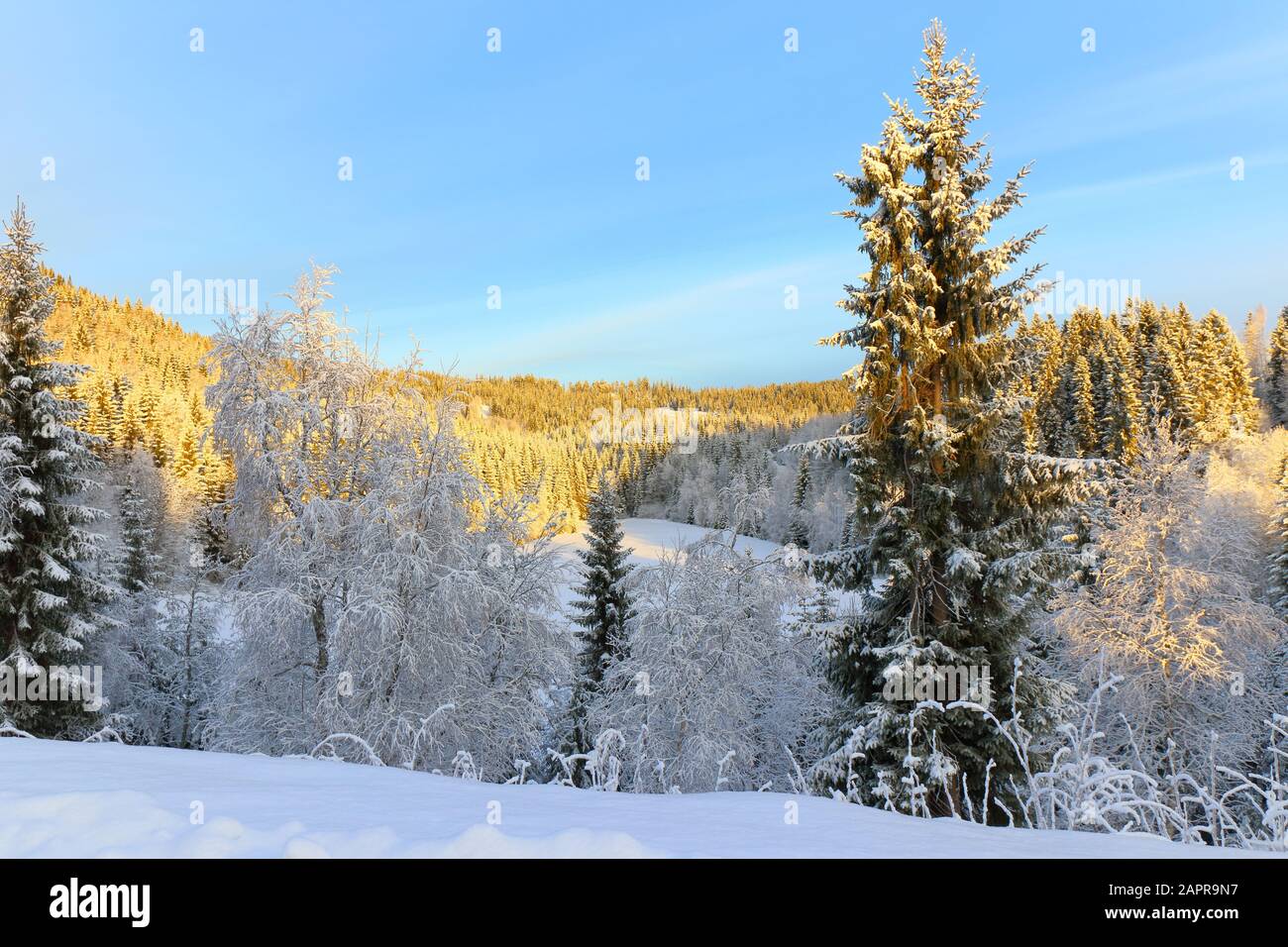 Malerische skandinavische Winterlandschaft in goldenem Sonnenlicht, Norwegen Stockfoto