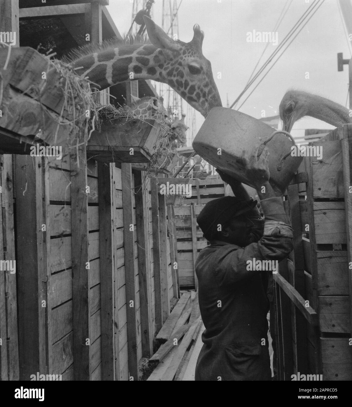 Rijnkerk traf wilde Tiere Datum: 16. Mai 1951 Schlagwörter: Tier Stockfoto
