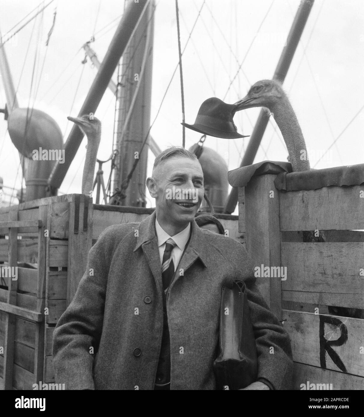 Rijnkerk traf wilde Tiere Datum: 16. Mai 1951 Schlagwörter: Tier Stockfoto