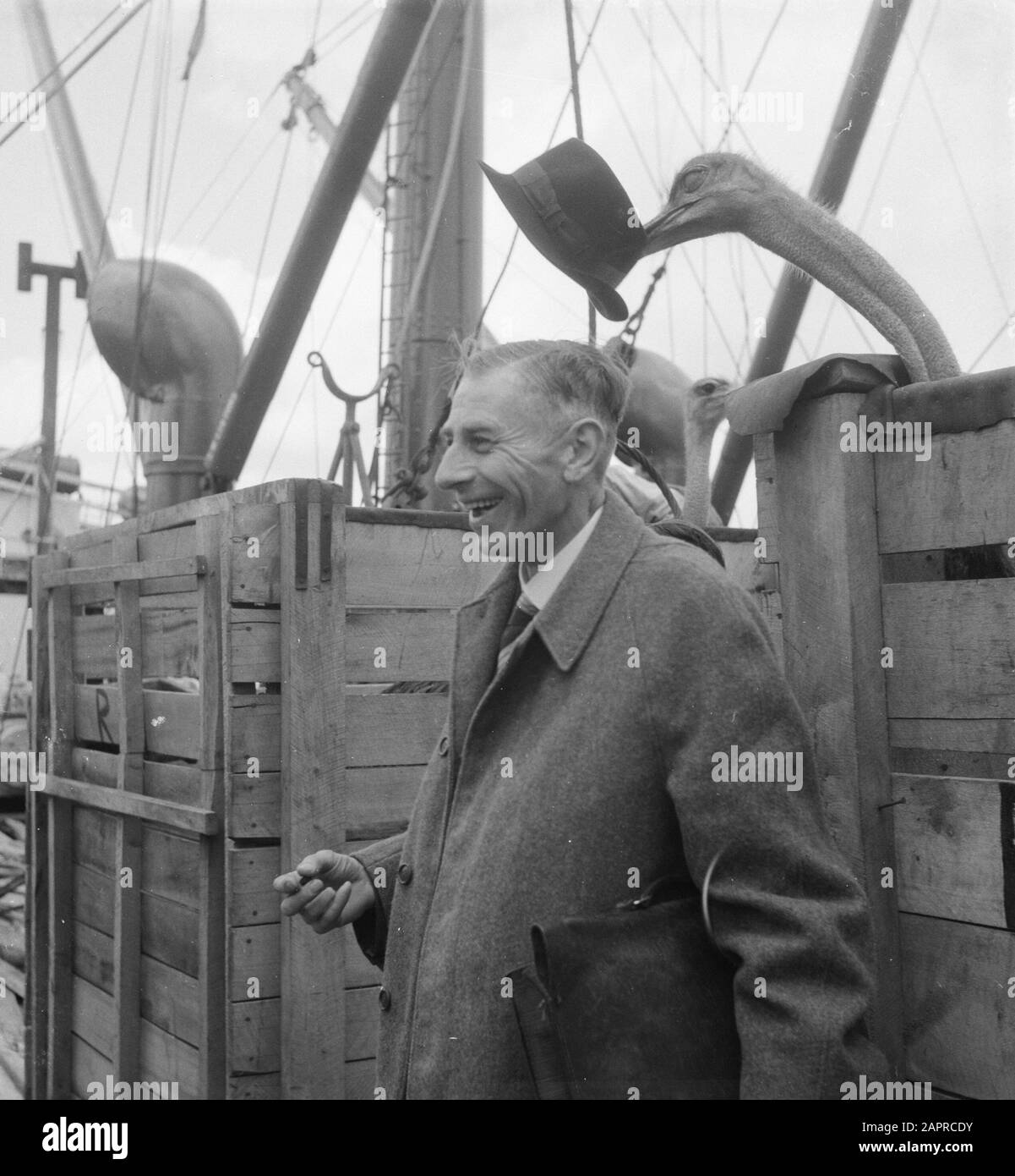 Rijnkerk traf wilde Tiere Datum: 16. Mai 1951 Schlagwörter: Tier Stockfoto