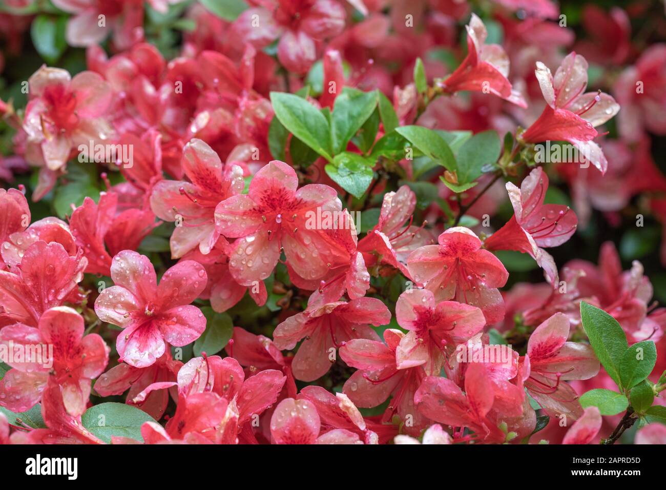 "Verdirte Pink" Azalea Blumen mit Wassertropfen Stockfoto