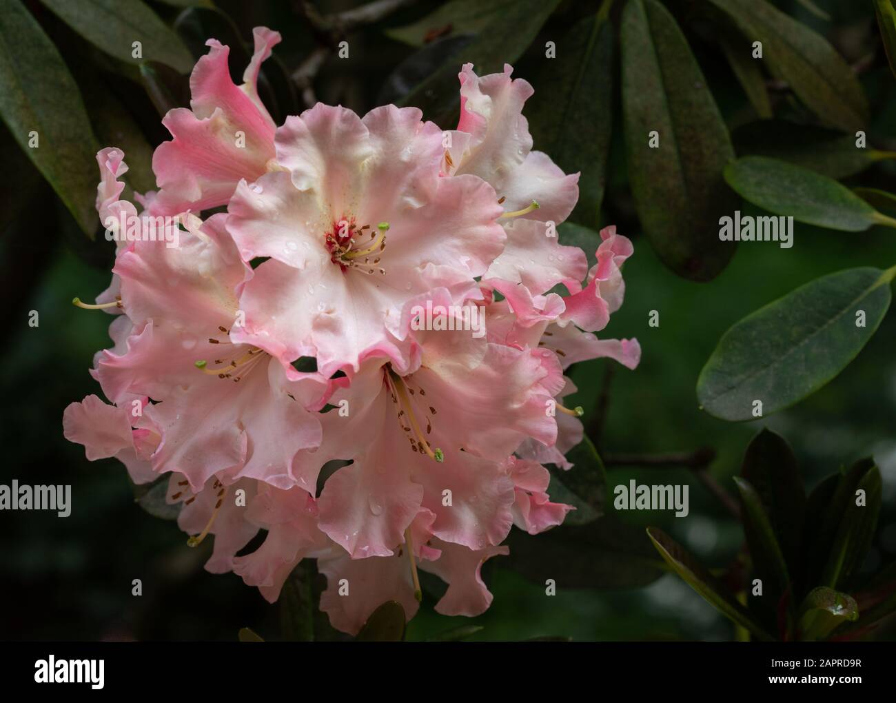 Nahaufnahme der Rosa 'Lem's Cameo' Rhodendron-Blume Stockfoto