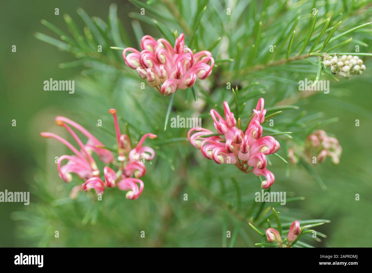 Grevillea "Canberra Juwel" Stockfoto