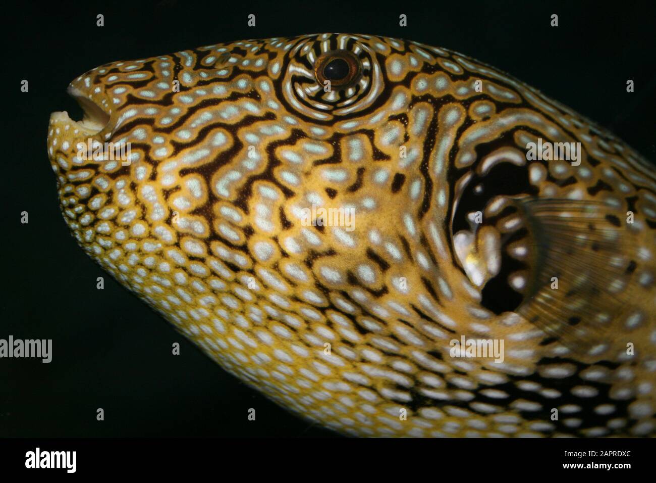 Karte Pufferfish Arothron Mappa Stockfoto