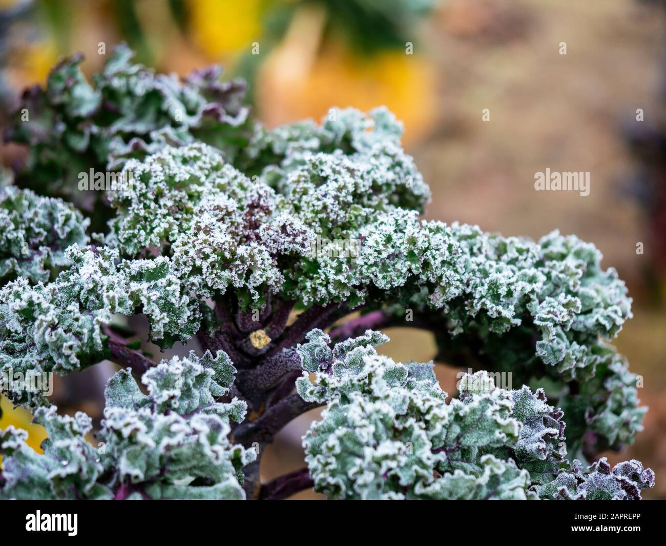 Deutsche Kale Sorte genannt Lippische Palme mit Frost Stockfoto