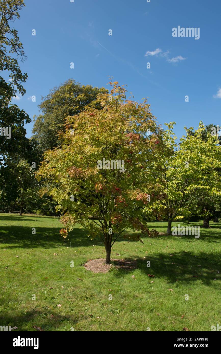 Laub im Frühherbst und rote Beeren des Japanischen Rowan-Baums (Sorbus commixta) in einem Garten in Wakehurst in West Sussex, England, Großbritannien Stockfoto