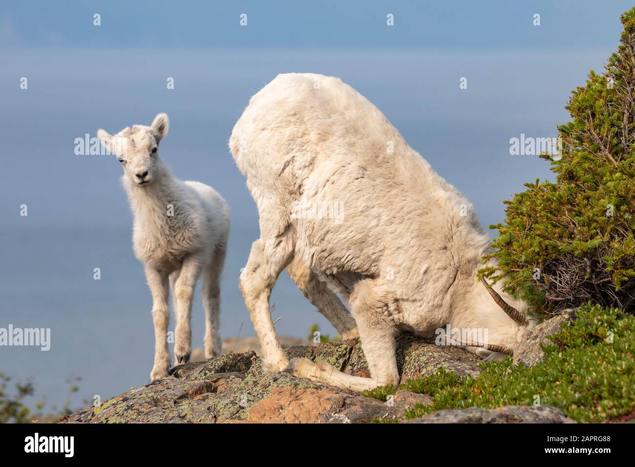 Dall Sheep (Ovis dalli) in der Windy Point Gegend in der Nähe des Seward Highway südlich von Anchorage in Süd-Zentral-Alaska. EWE sucht nach etwas gutem ... Stockfoto