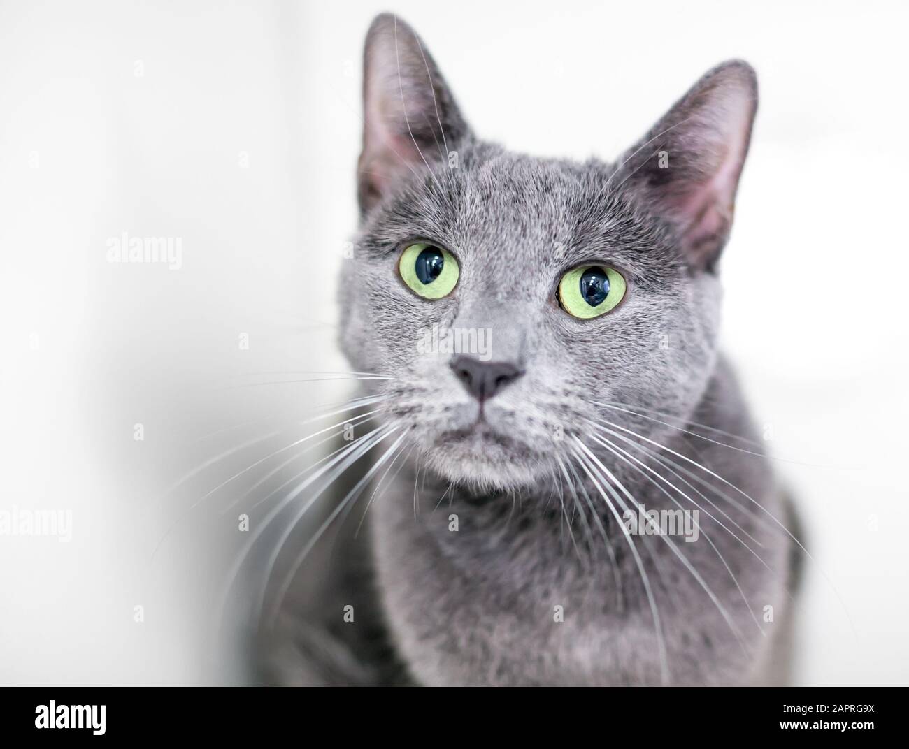 Eine graue Haus-Kurzhaarkatze mit grünen Augen Stockfoto