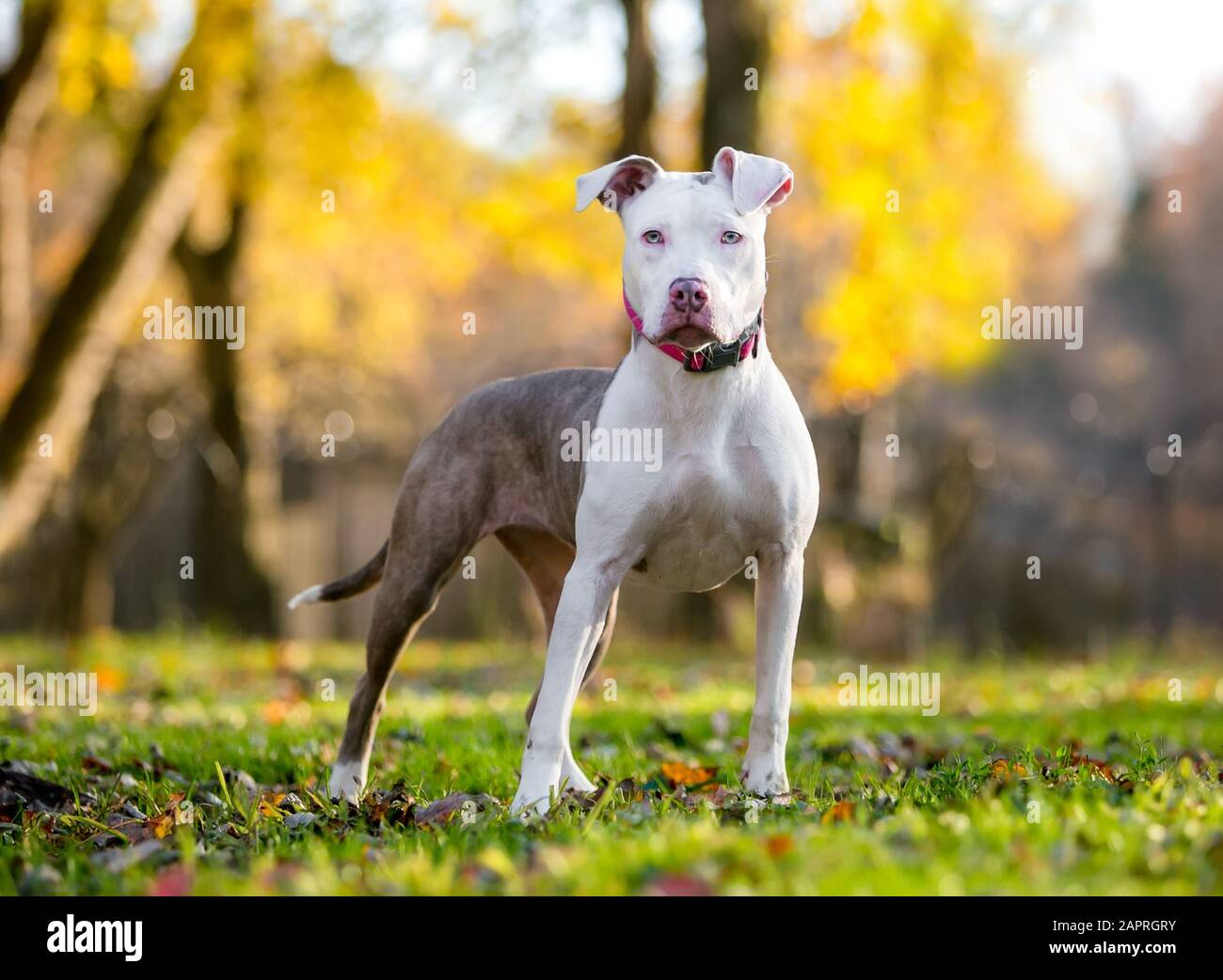 Ein junger, brindeliger und weißer Pit Bull Terrier Mixed-Breed-Hund, der im Herbst im Freien steht Stockfoto