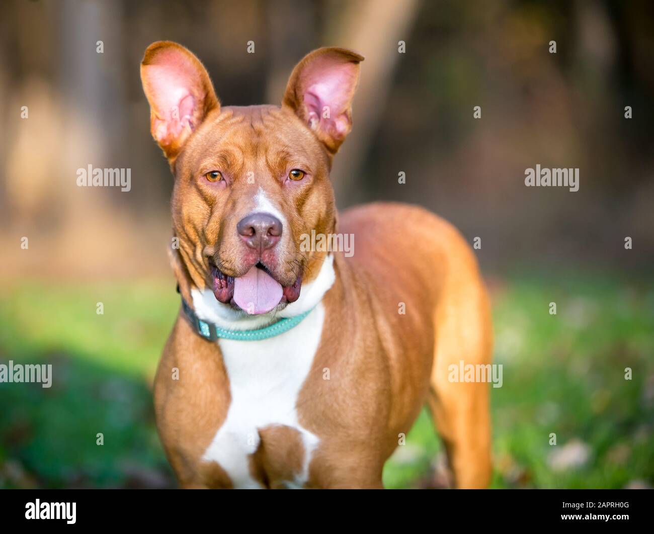 Eine rot-weiße Grube Stier Terrier Mischling Hund mit großen Ohren Stockfoto