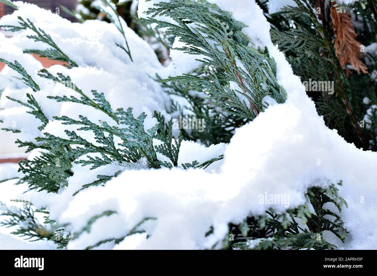 Nahaufnahme von Thuja Occidentalis mit Schnee bedeckt. Stockfoto