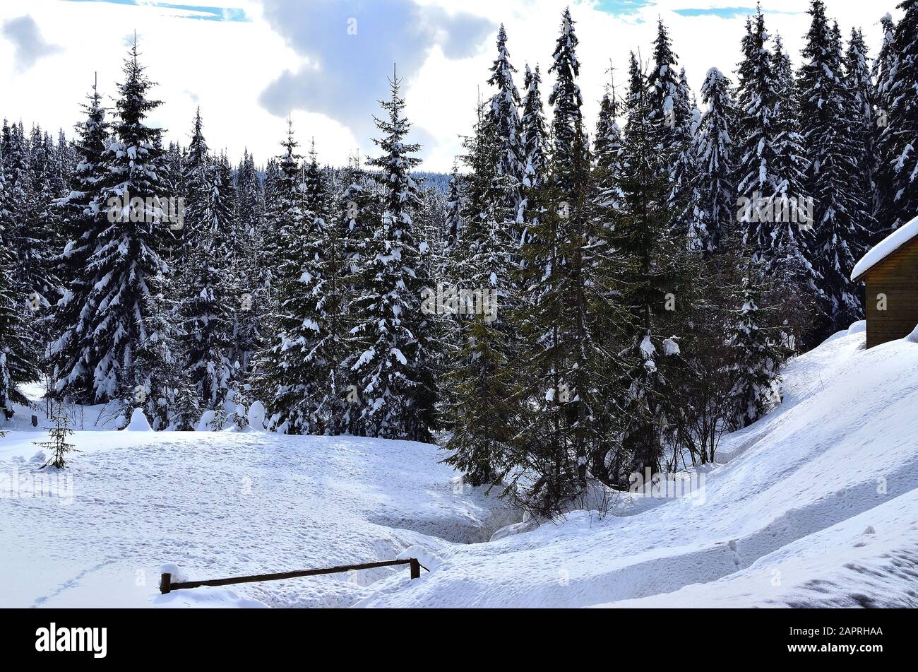 Hügel mit Kiefernwald bedeckt mit Schnee im Winter. Stockfoto