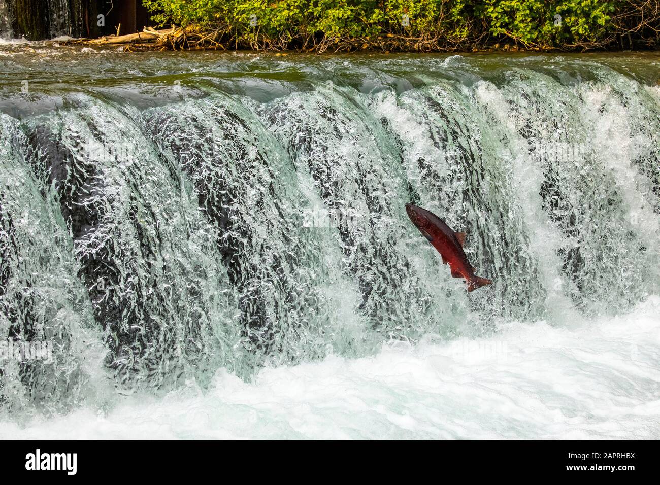 Ein König Lachs, auch bekannt als Chinook Lachs (Oncorhynchus tshawytscha), versucht, die Wasserfälle am Fischzuchtteich, Süd-Zentral-Alaska zu springen Stockfoto