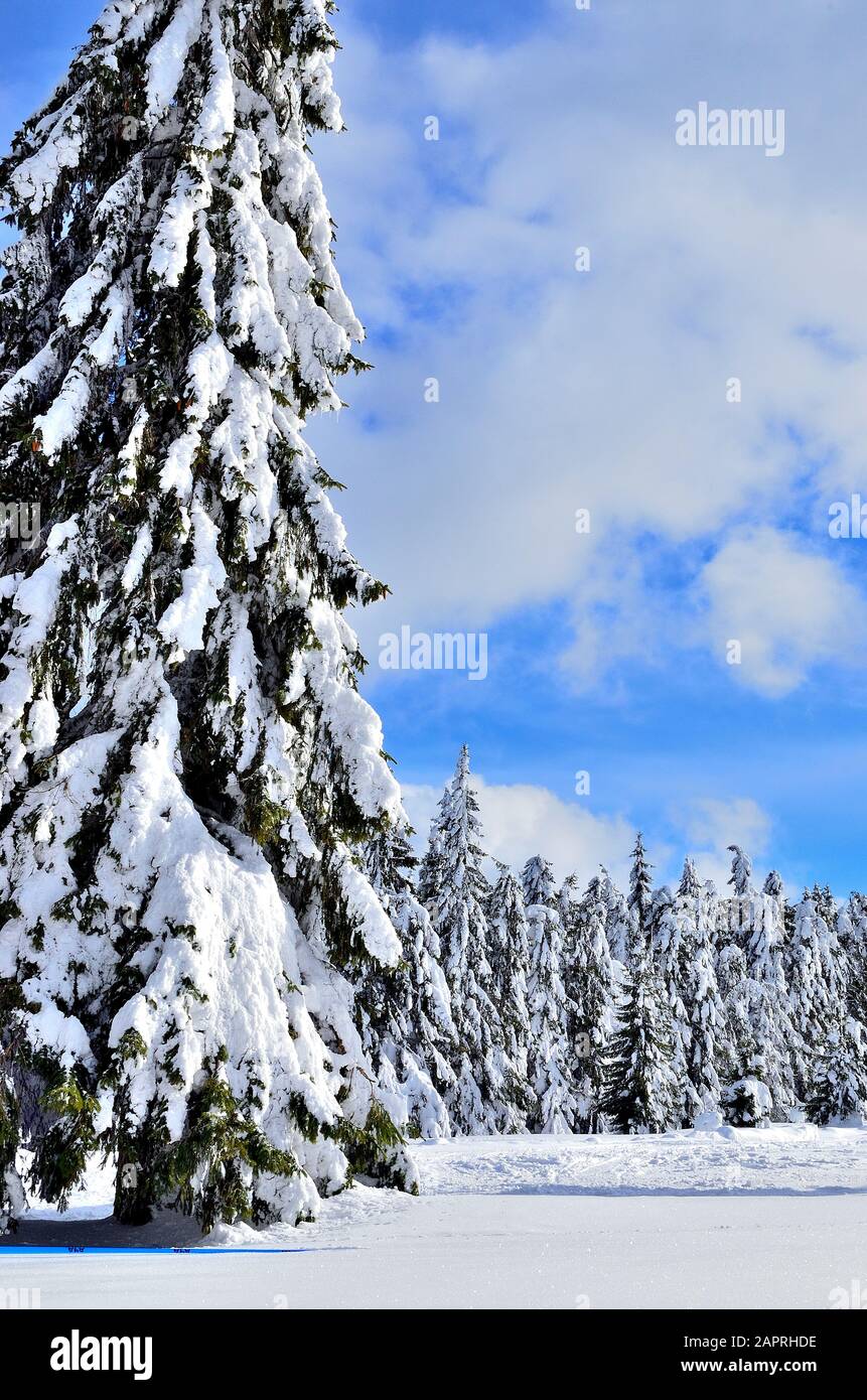 Riesige Pinien mit Schnee an einem sonnigen Wintertag bedeckt. Stockfoto