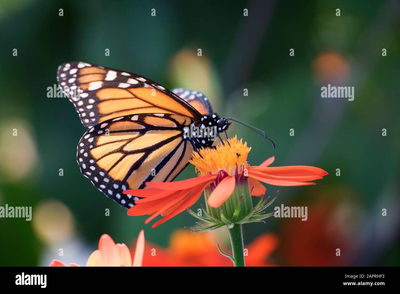 Nahaufnahme von Monarch-Schmetterling auf orangefarbener Blume mit grünem Hintergrund Stockfoto