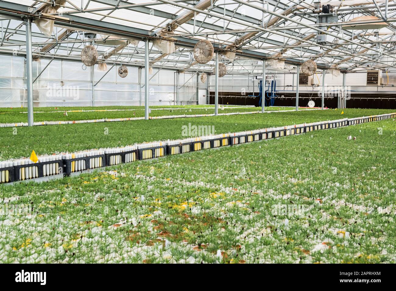 Container gewachsen Kiefer Setzlinge vergießen die letzte ihrer Samen Mantel in einem Gewächshaus auf dem USDA Forest Service Placerville Kindergarten Stockfoto