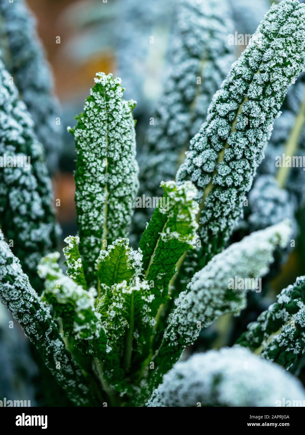 Kale Nero Di Toscana mit Frost in einem Gemüsegarten Ende Januar. Stockfoto