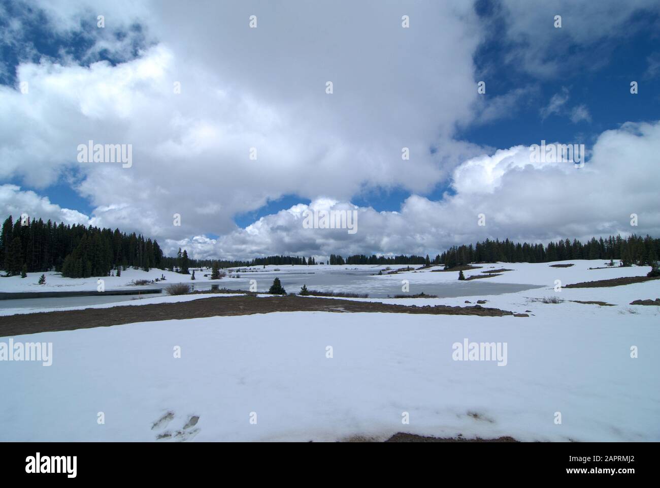 Sommer Schnee auf der Grand Mesa in Colorado Stockfoto