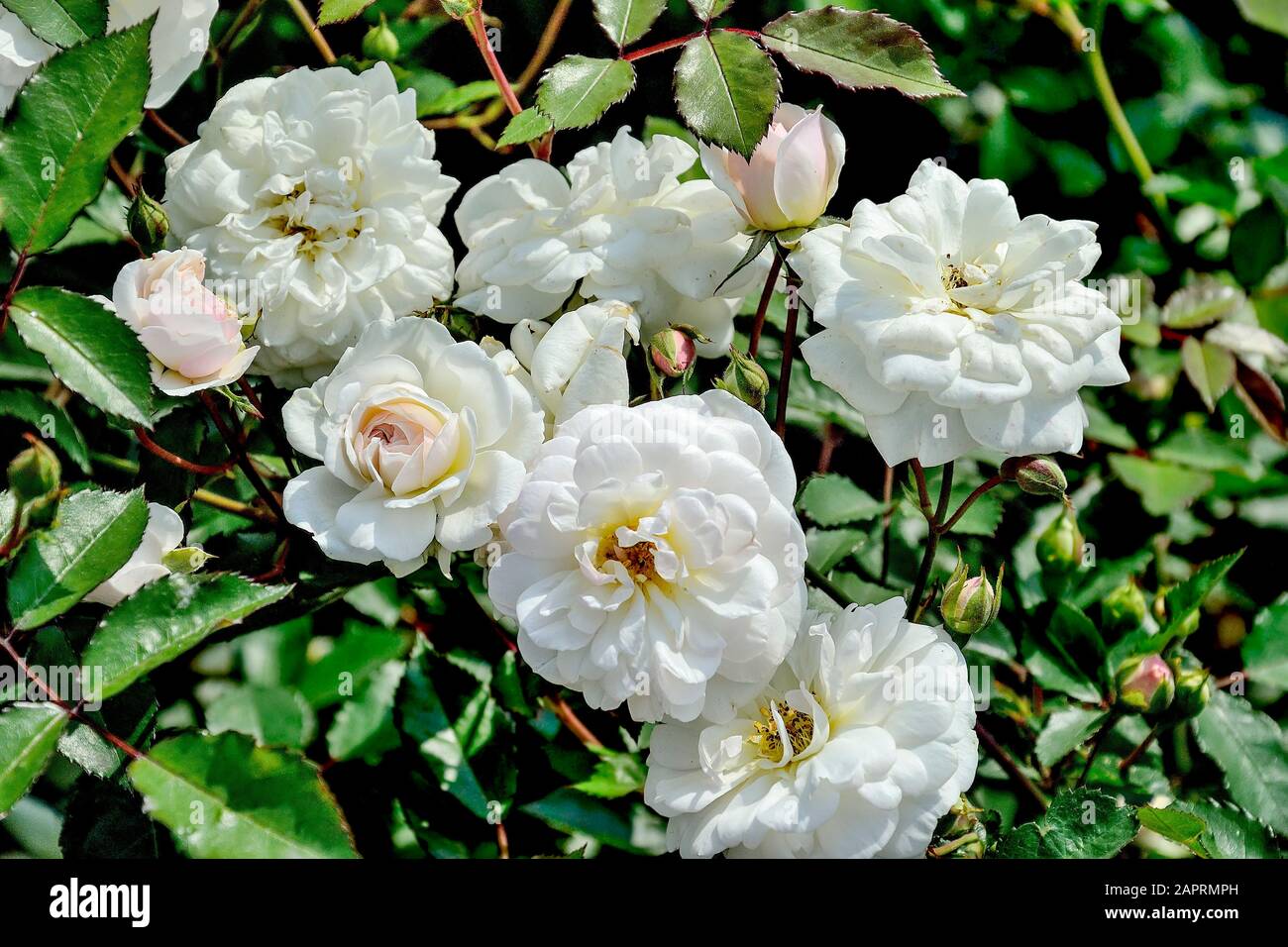 Blühender Busch weißer englischer Rosen im Rosengarten mit sanft-kuchenden, duftenden Blumen in voller Floreszenz. Zärtlicher sommerlicher Blumenhintergrund mit Stockfoto