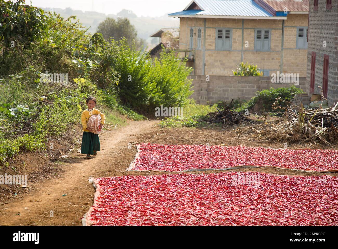 Ein burmesisches Mädchen, das neben Â¡ roten Chilis läuft, die sonnengetrocknet werden Stockfoto