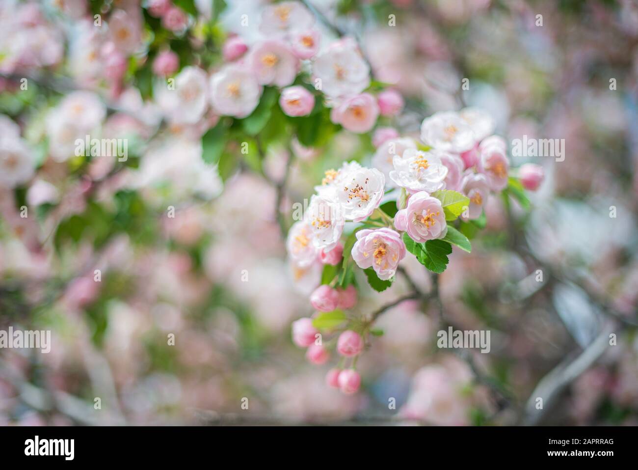 Apfelblüte auf EINEM Baum tagsüber Stockfoto