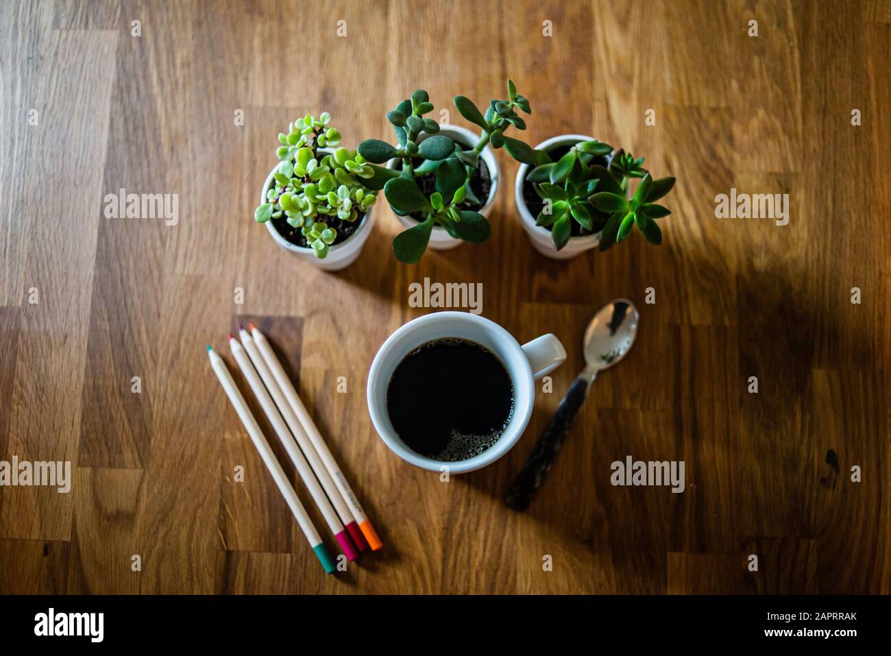 Sukkulenten mit einer Tasse Kaffee ein Löffel und Bleistifte Stockfoto