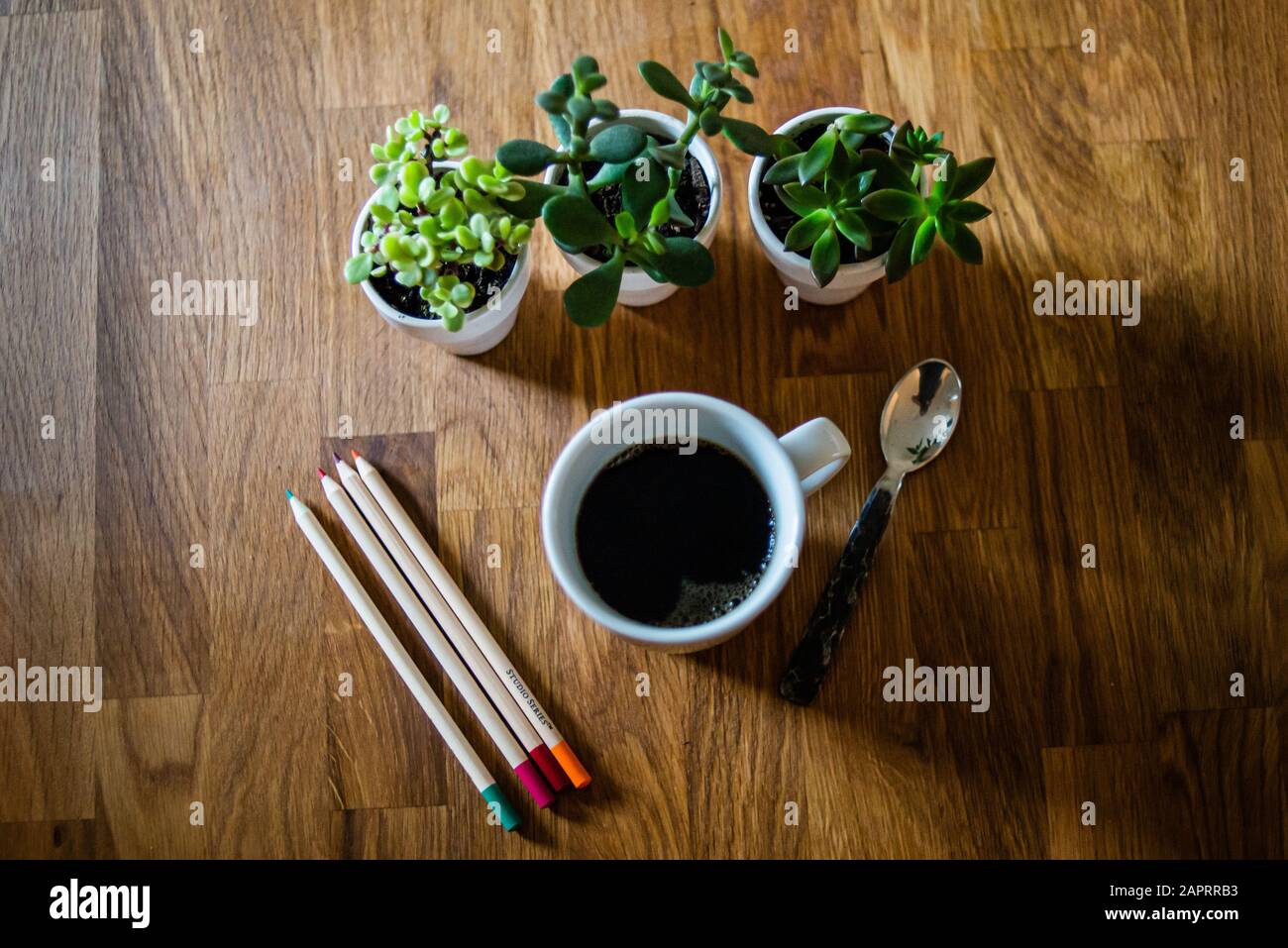 Sukkulenten und EINE Tasse Kaffee mit farbigen Bleistiften Stockfoto