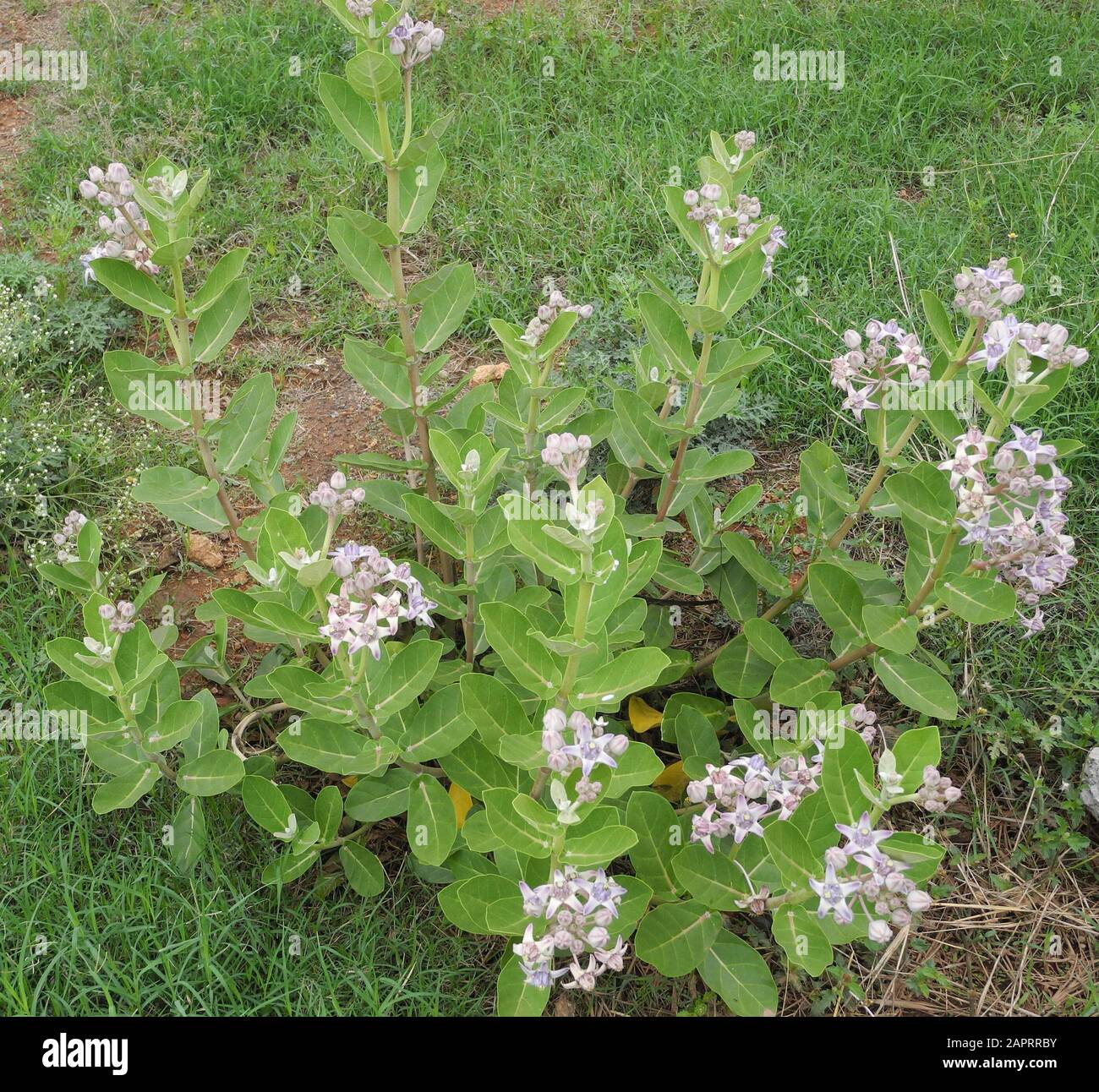 Pflanzen Sie mit schönen grünen Blättern und lila Blumen, Indien, Tamil nadu Stockfoto