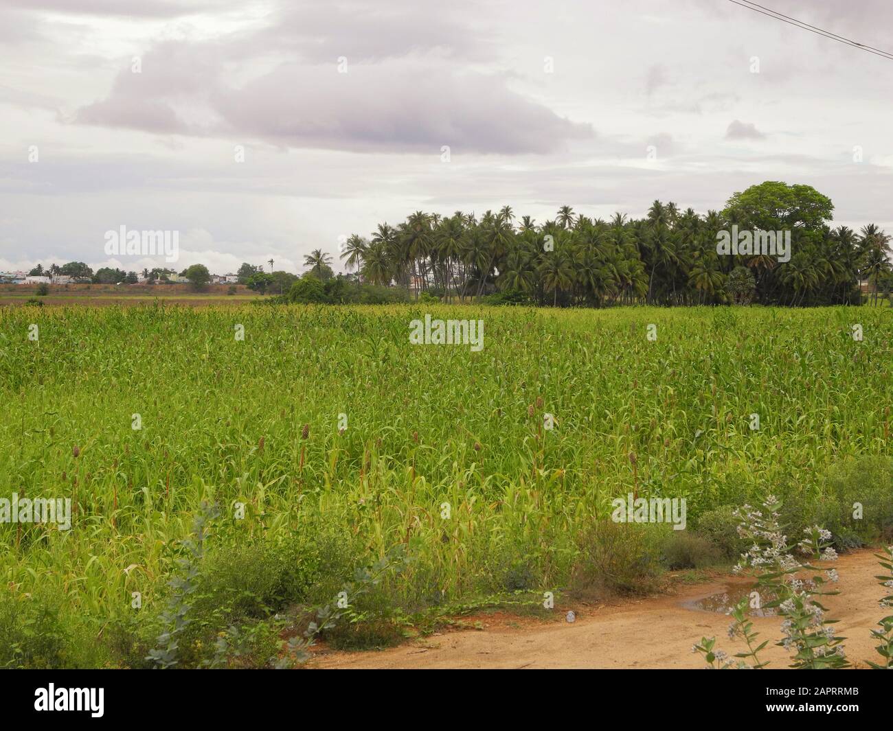 Grünes Feld gegen den Himmel und Kokospalmen in Indien, Tamil nadu Stockfoto