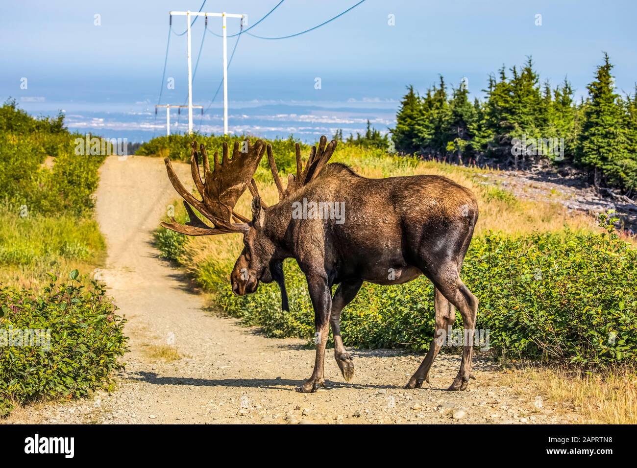Bullmoose (Alces Alces) mit Geweihen in Samt im Sommer, Powerline Pass Bereich in den Hügeln über Anchorage, Alaska in Süd-Zentral Alaska... Stockfoto